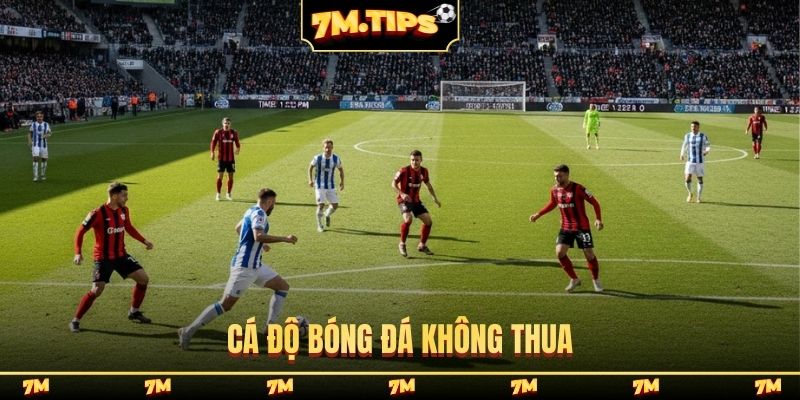 Cá độ bóng đá không thua